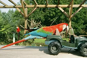 Ararauna: Red MACAW / Blue and Gold macaw - on toy jeep