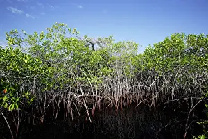 Rhizophora: Red Mangrove