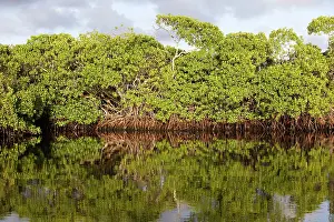 Rhizophora: Red mangrove