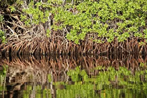 Rhizophora: Red mangrove