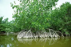 Rhizophora: Red Mangrove
