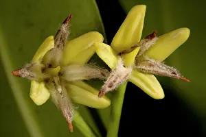 Rhizophora: Red mangrove in flower