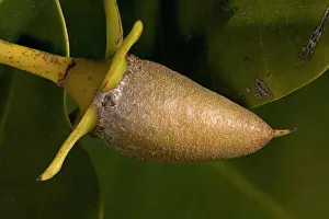 Rhizophora: Red mangrove - in fruit, this develops and germinates