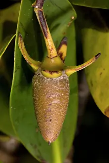 Rhizophora: Red mangrove - in fruit, this develops and germinates