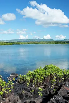 Rhizophora: Red mangrove Loop-root mangrove Asiatic mangrove