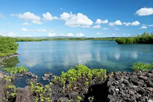 Rhizophora: Red mangrove Loop-root mangrove Asiatic mangrove