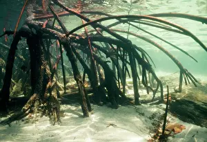 Rhizophora: RED MANGROVE - roots underwater