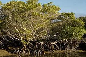 Rhizophora: Red Mangrove - with stilt roots