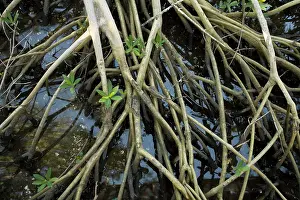Rhizophora: Red mangrove - stilt roots exposed at low tide