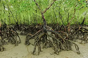 Mangroves: Red Mangrove, Superagui National Park, Atlantic