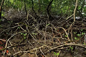 Halophile: Red mangrove, For t de Vatable, Martinique, France