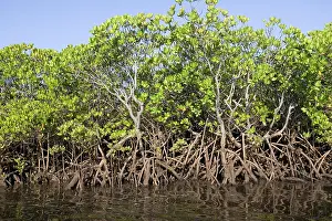 Rhizophora: Red mangroves - along coastline