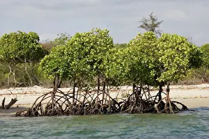 Rhizophora: Red mangroves - along coastline