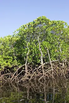 Rhizophora: Red mangroves - along coastline