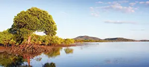 Rhizophora: Red Mangroves - lower tidal mangrove forests in