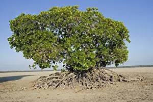 Rhizophora: Red mangroves at Mida Creek