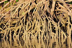 Rhizophora: Red Mangroves - showing distinctive prop roots