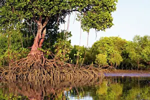 Rhizophora: Red Mangroves - showing distinctive prop roots