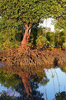 Rhizophora: Red Mangroves - showing distinctive prop roots