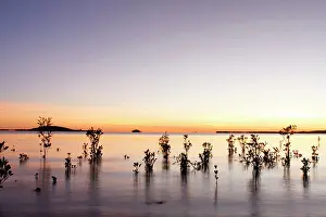 Rhizophora: Red Mangroves - showing new growth in shallow tidal