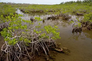 Rhizophora: Red mangroves showing stabilising prop roots