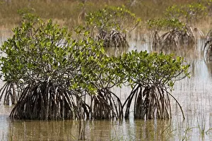 Rhizophora: Red mangroves, with stilt roots