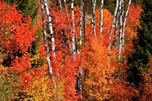 Populus: Red Maple (Acer rubra) and aspens (Populus