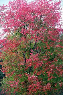 Maples: Red Maple - autumn