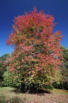 Maples: Red Maple - autumn