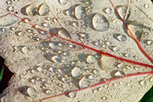 Maples: Red Maple - leaf with dew drops - autumn