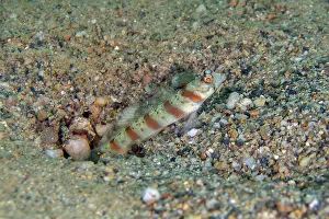 Stripe: Red-margin Shrimpgoby by hole