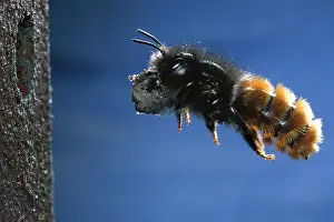 Rufa: Red Mason Bee