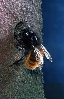 Rufa: Red Mason Bee