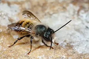 Helder: Red Mason Bee
