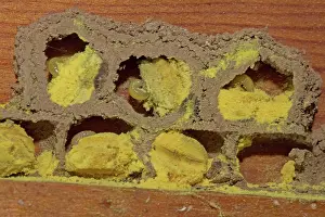 Cell: Red mason bee (Osmia bicornis), breeding cell, wooden