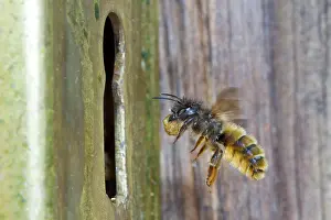 Bicornis: Red Mason bee (Osmia bicornis) adult female in flight