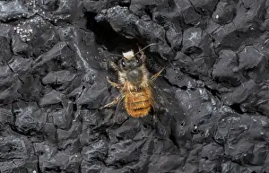Bicornis: Red Mason Bee, Osmia bicornis, close to its nest in spring