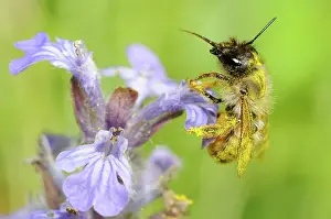 Gather: Red Mason Bee (Osmia bicornis) female on Bugle (Ajuga