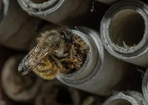 Bicornis: Red Mason Bee, Osmia bicornis, at nest holes in