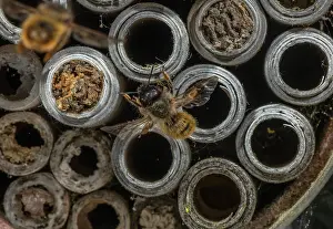 Bicornis: Red Mason Bee, Osmia bicornis, at nest holes in