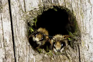 Cool: Red Mason Bee (Osmia rufa) two adult males, roosting