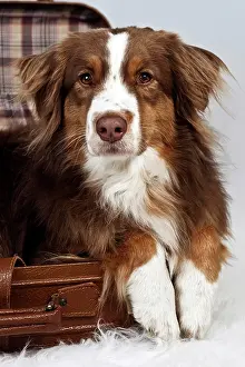 Blankets: Red-merle-colored Australian Shepherd laying its