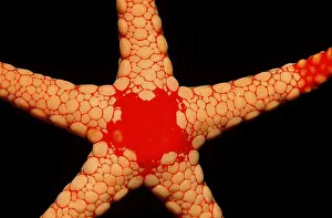 Dives: Red Mesh Starfish, Fromia monilis, Maldives, North Male