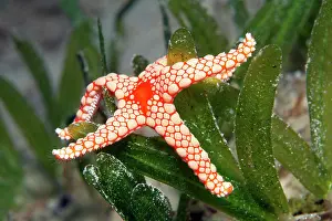Zosteraceae: Red mesh starfish, or pearl Necklace Sea Star (Fromia