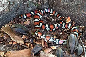 Lampropeltis: Red Milk Snake