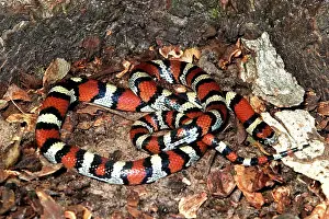Lampropeltis: Red Milk Snake