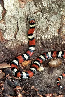 Lampropeltis: Red Milk Snake