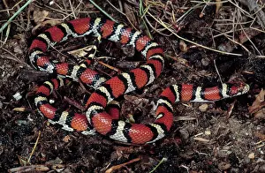 Lampropeltis: Red Milksnake