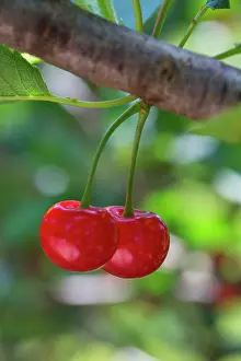 Cherries: Red Morello cherries on the tree, Provence, France