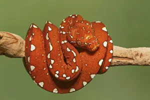 Morph: Red morph of green tree python